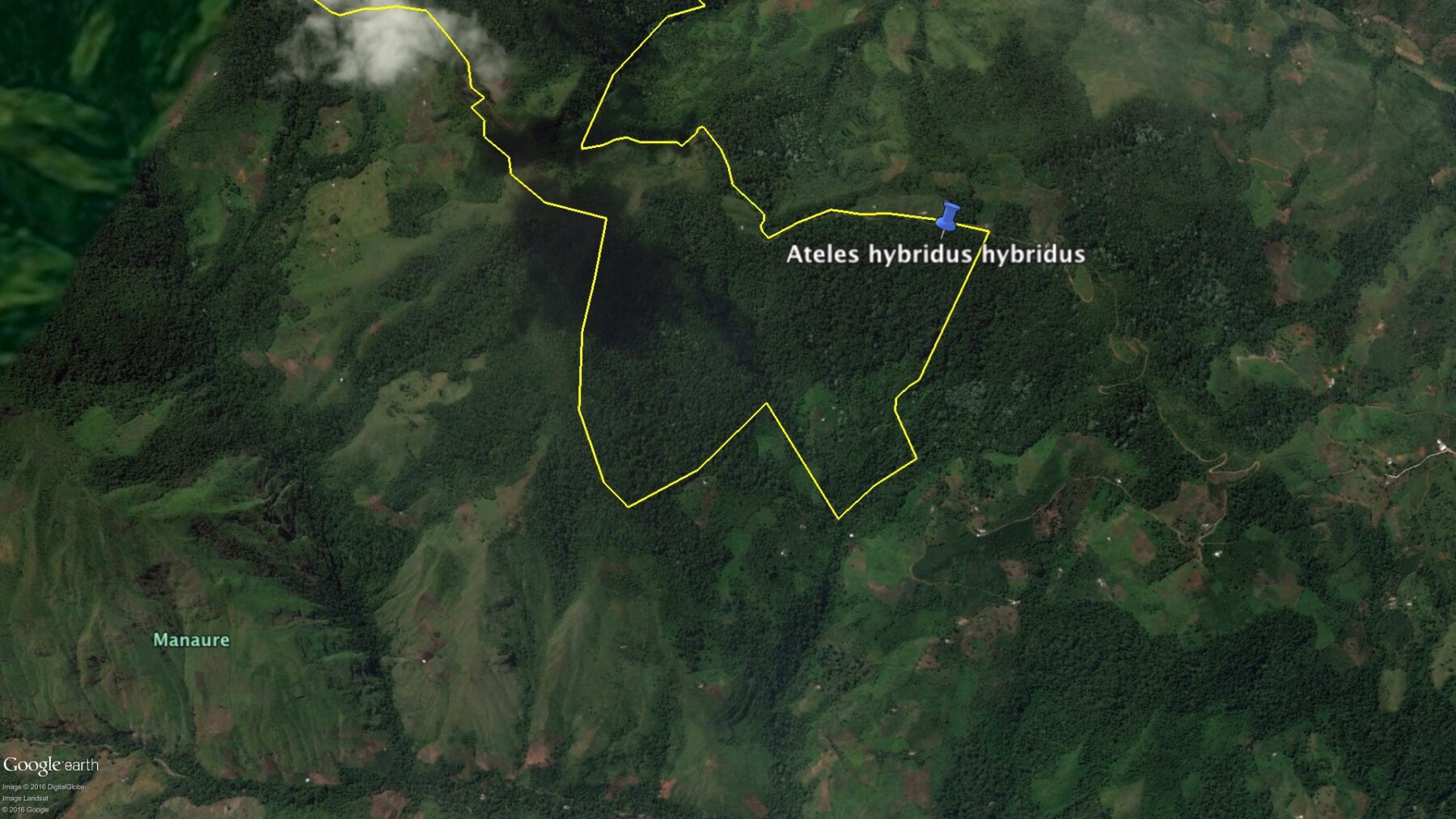 En vídeo: nuevos registros del Mono Araña del Magdalena en la Reserva Natural de las Aves Chamicero del Perijá